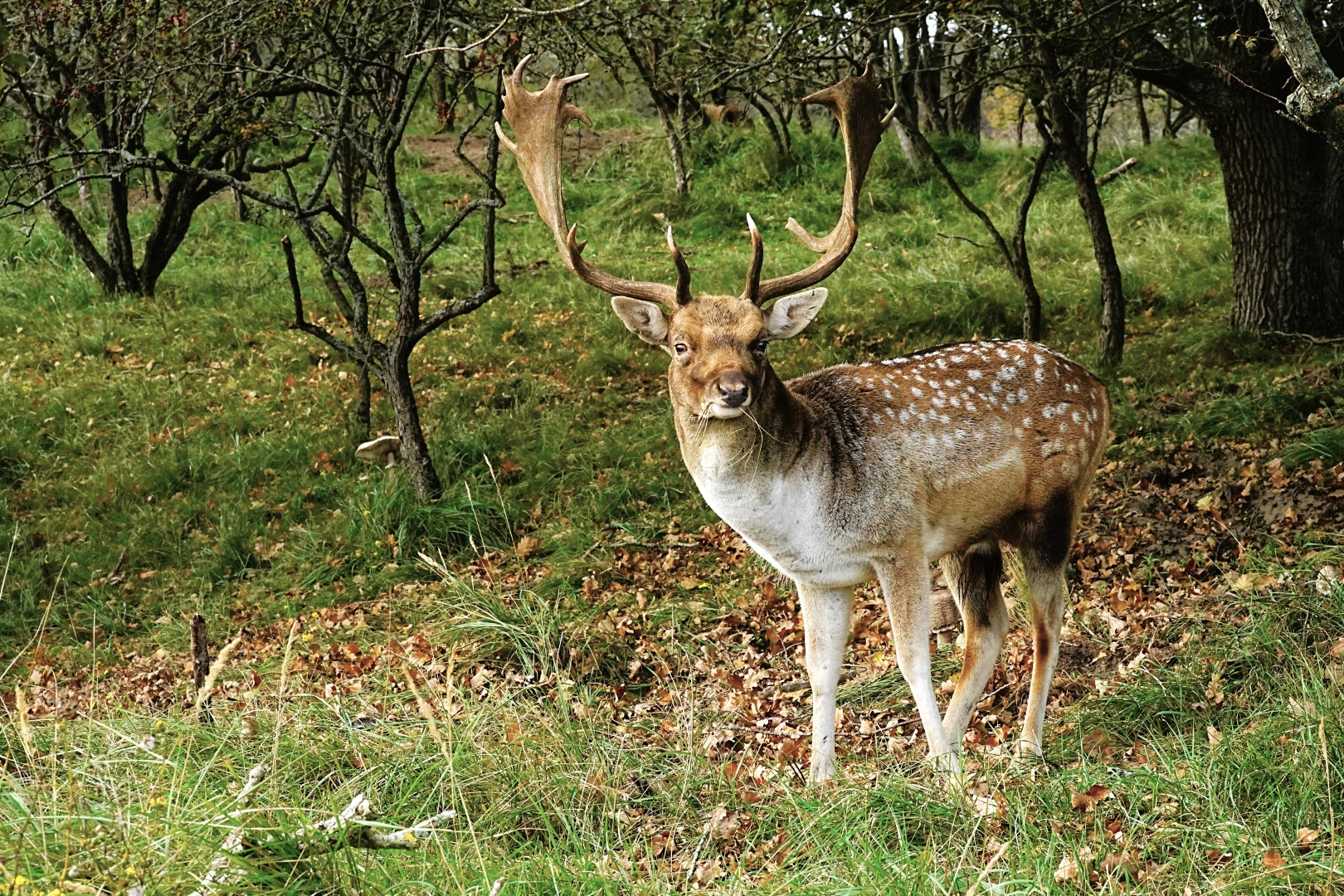 DSC08015 DDN AWD 18102025 2