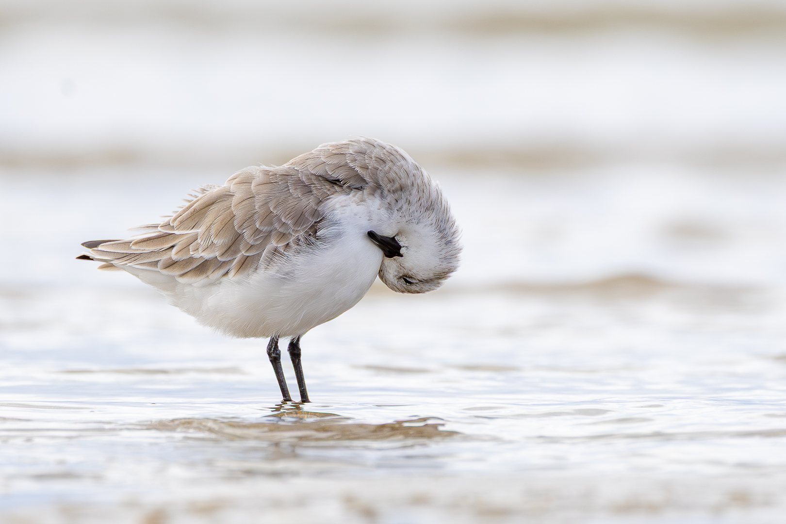 Drieteenstrandloper4_DDN_IJmuiden_Oct 2025