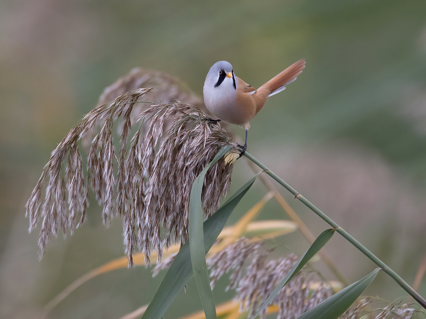 Baardmannetje 7816 v 1080 SNN