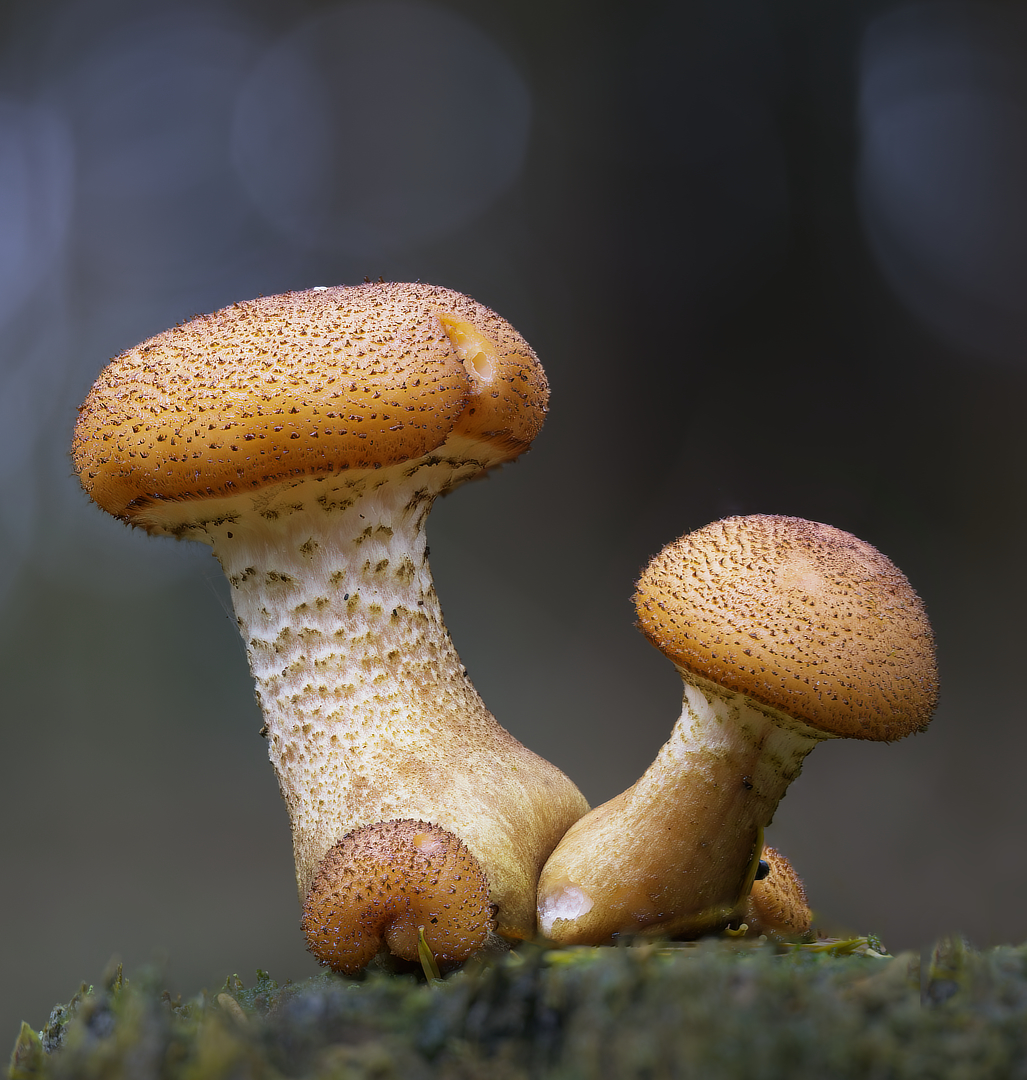 sombere honingzwam_DDN2