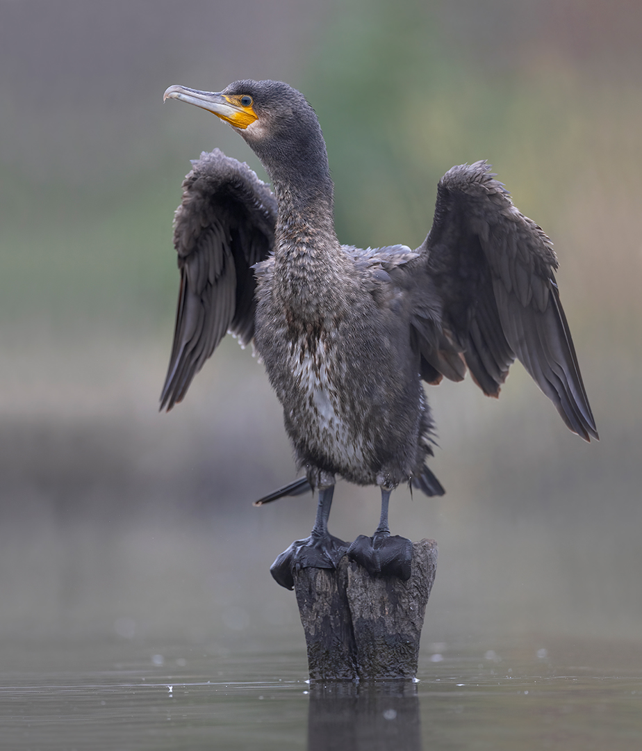 Aalscholver 6848 v 1080 SN