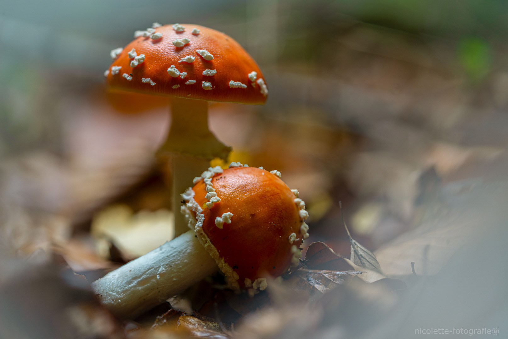 DSC04657-bewerkt bewerkt 72dpi-2 kopie 1080