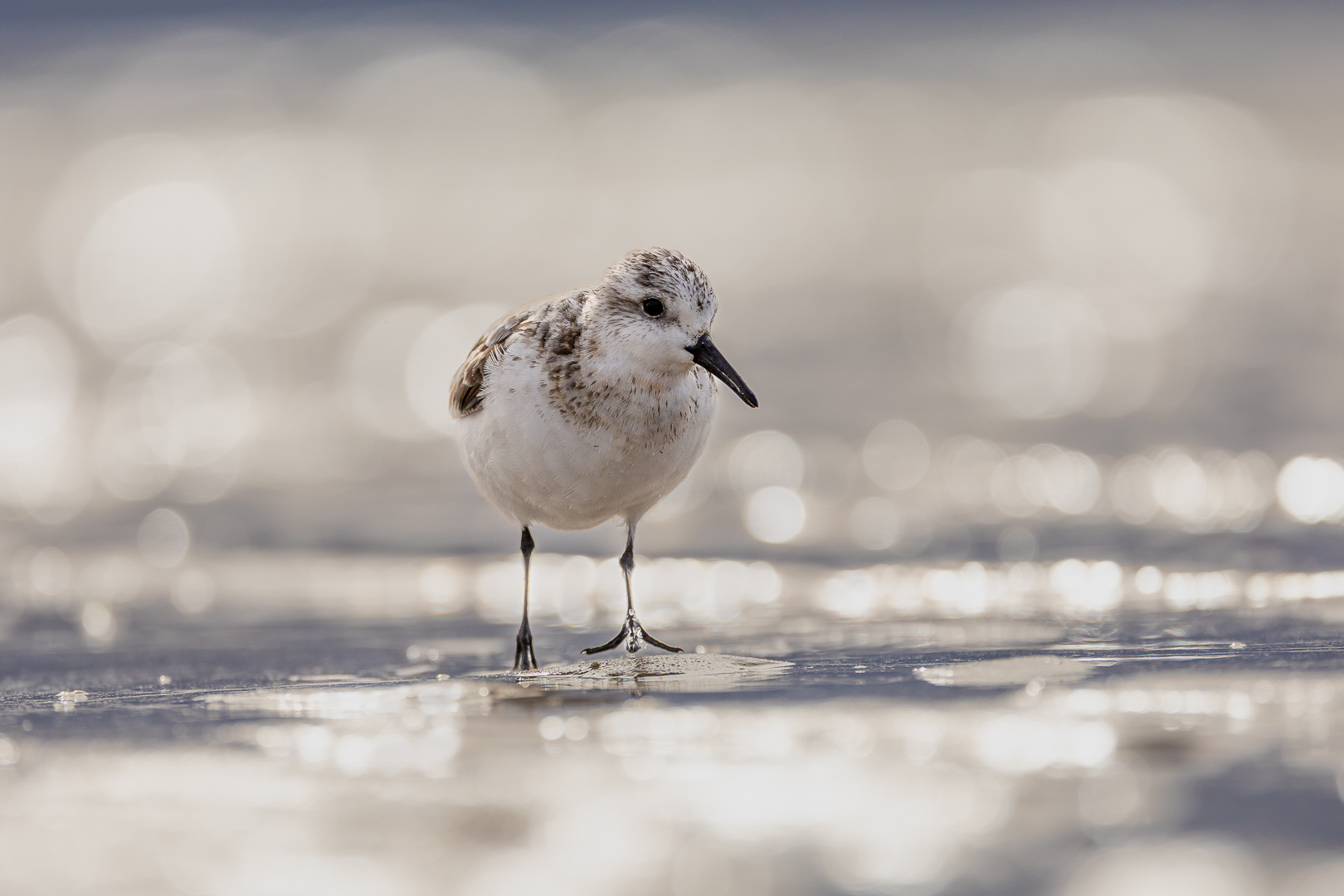 Drieteenstrandloper2_DDN_IJmuiden_Oct 2025