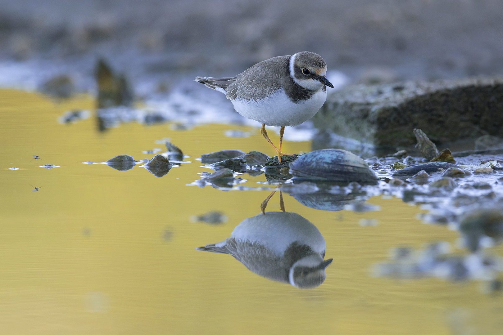 kleine plevier 11 met insect en gele weerkaatsing-2