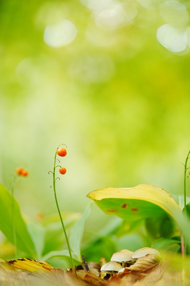 DSC07491 DDN Elswout 09102025 3