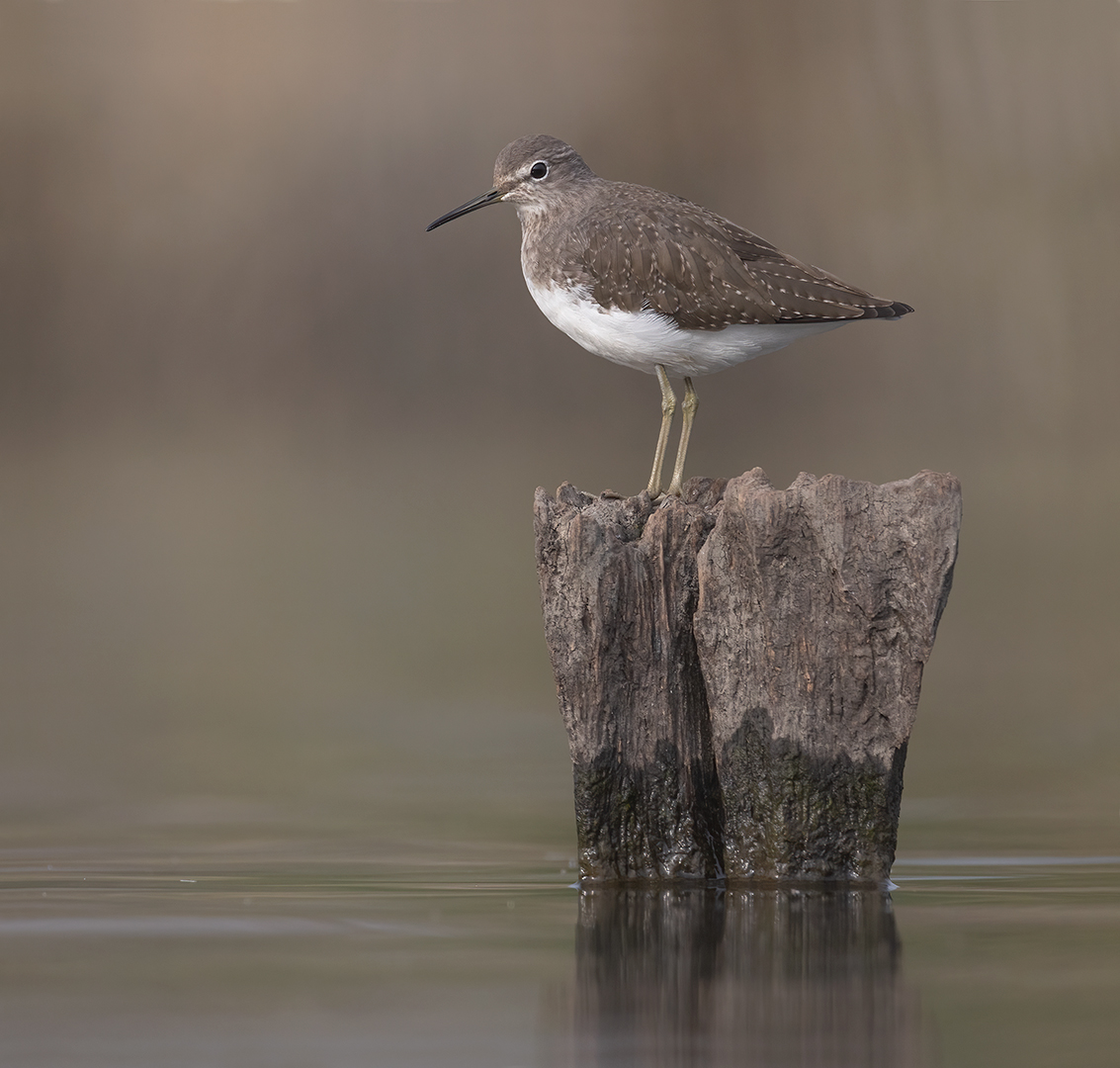 Witgat 7569 v 1080 S