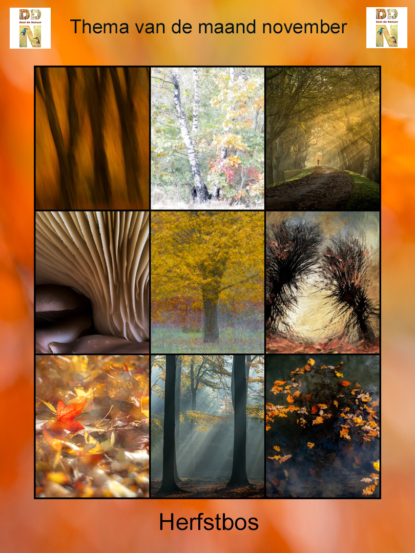 Spotlight - Herfstbos 11-2025