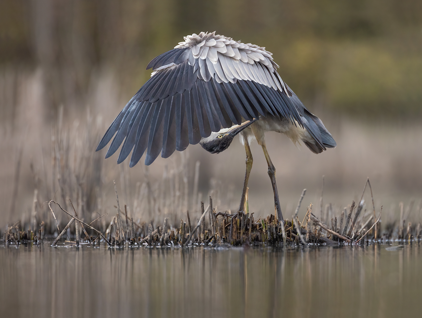 Blauwe reiger 7441 v 1080 S