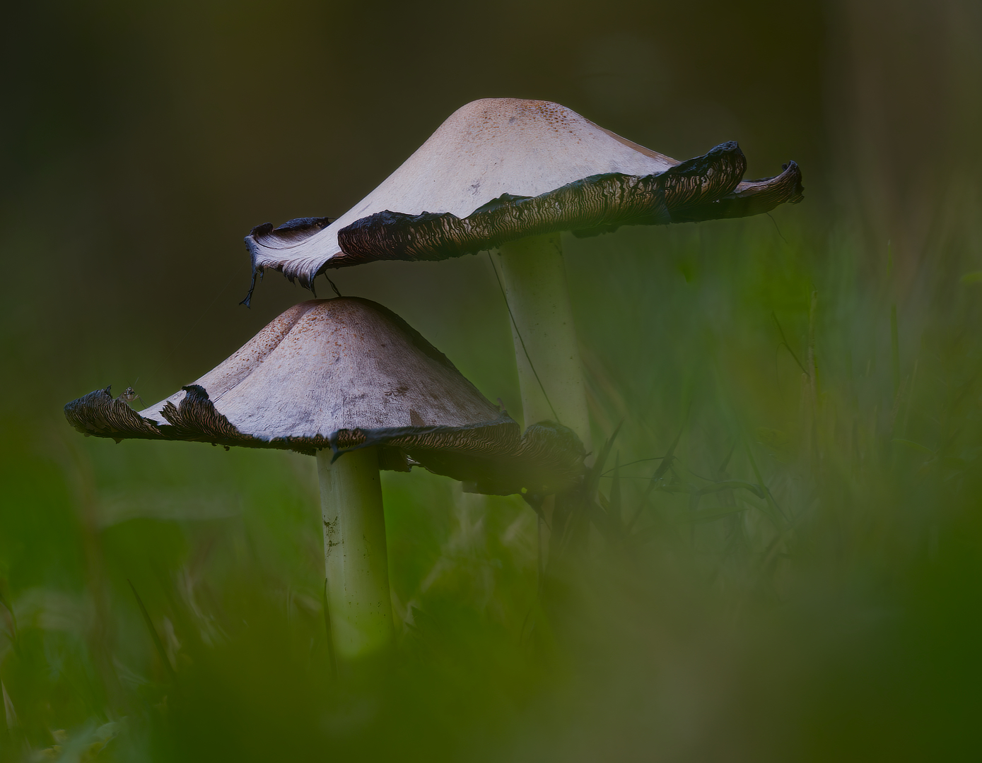 grote kale inktzwam_DDN