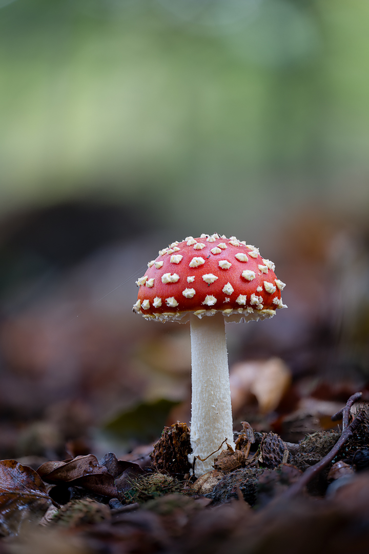 Z8A_1220_1244_2025-10-14 16-46-20 (A,Radius2,Smoothing5)