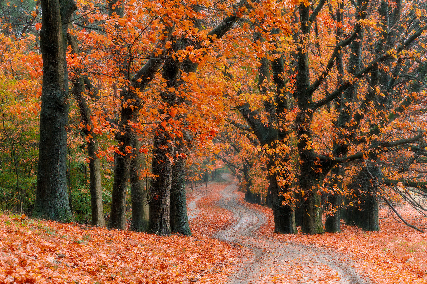 IMG_3869 corr 1080PX sRGB