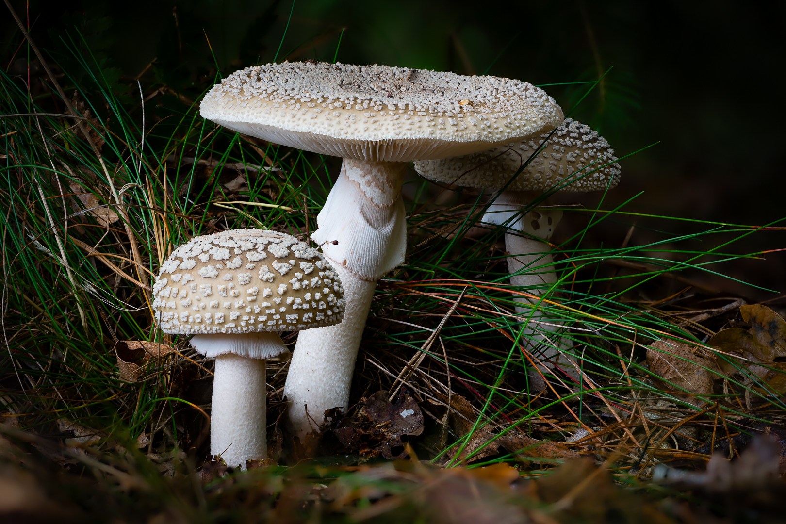 _Z8A_1653_1681_2025-10-14 19-12-54 (A,Radius2,Smoothing5)