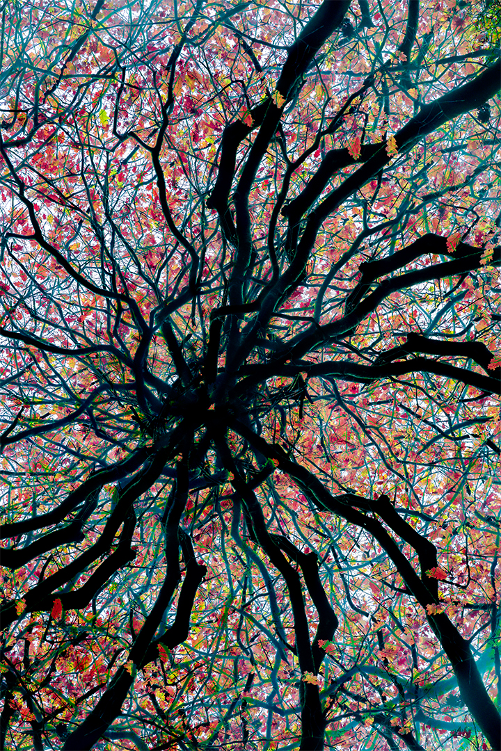 IMG_4201 corr 1080PX sRGB