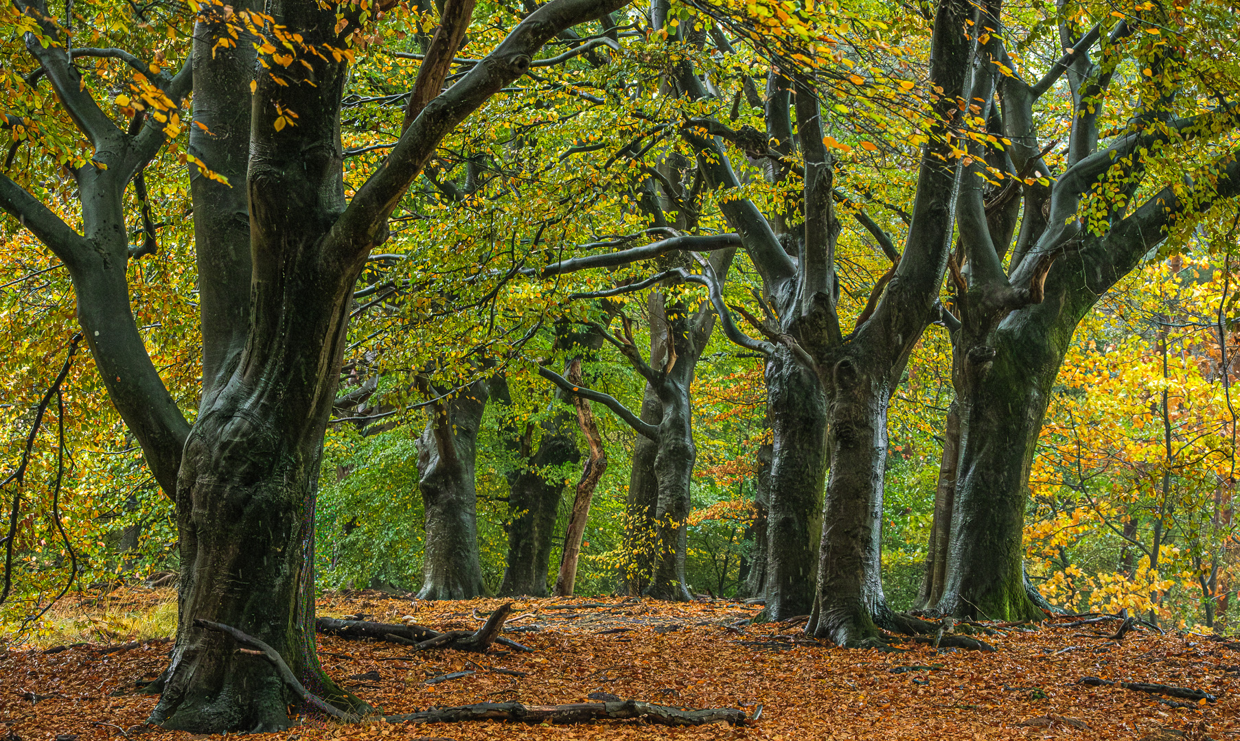 DDN 20251101 PlankenWambuis057