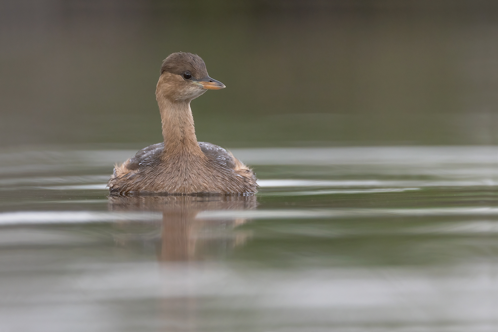 Dodaars 7363 v 1600 S