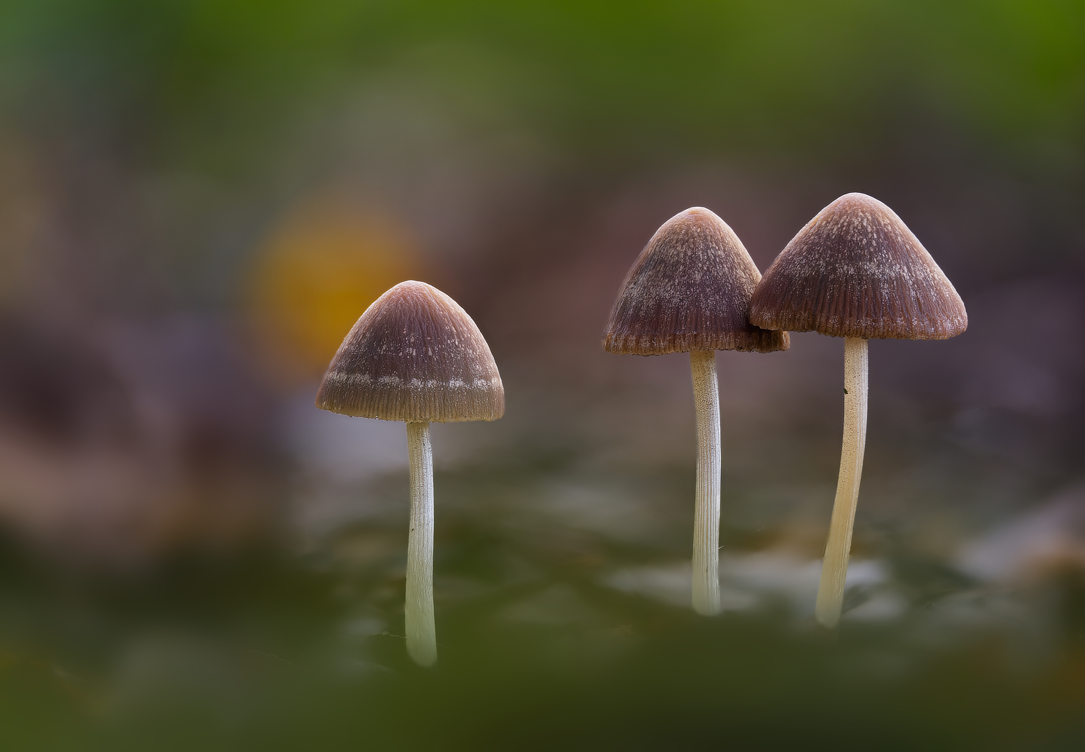 sierlijke franjehoed_DDN