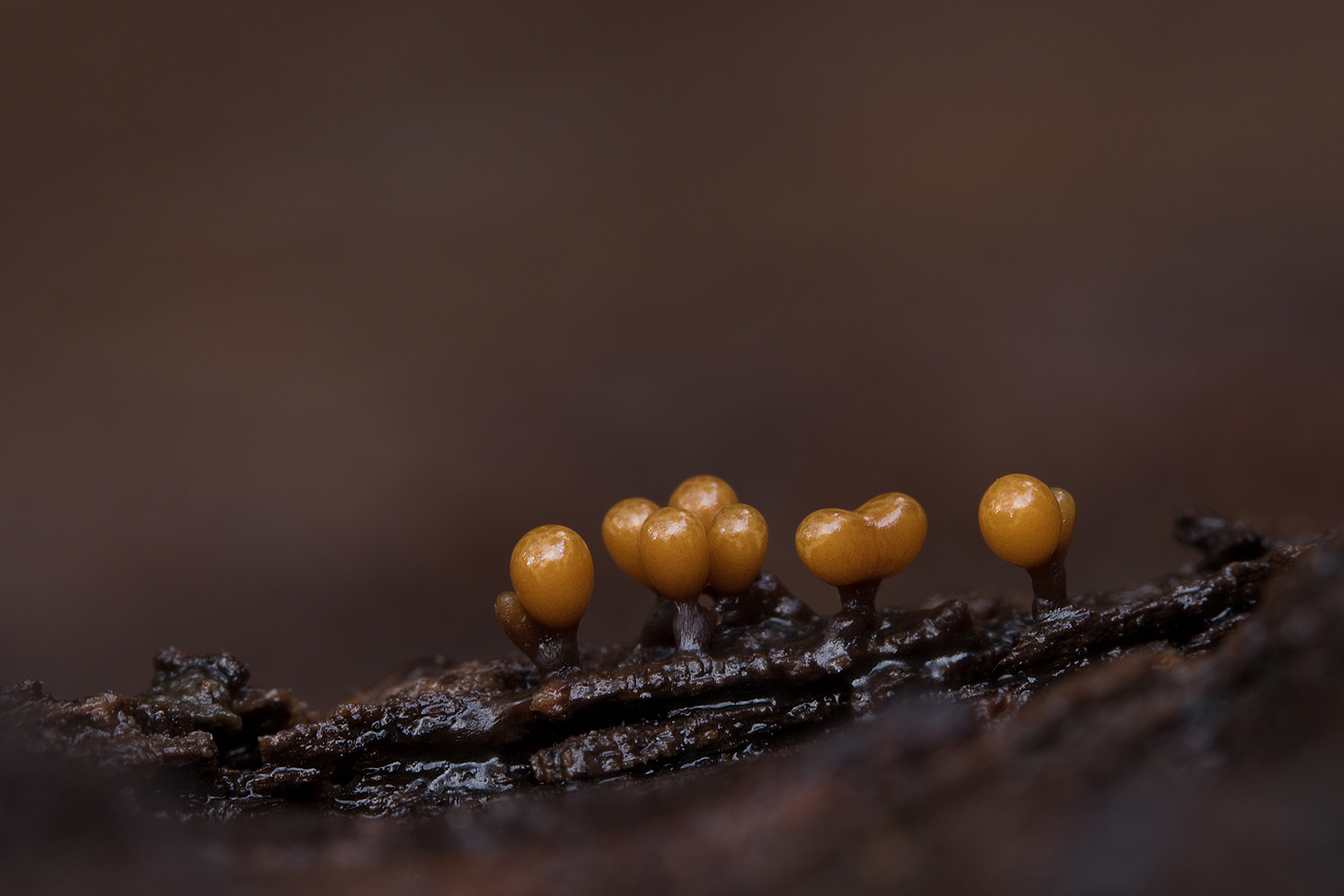 Variabel Draadwatje omg. Lochem _MG_4584