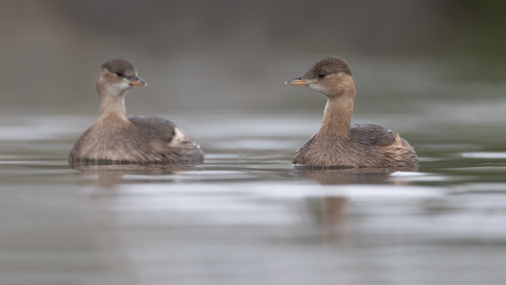 Dodaars 7369 v 1920 S