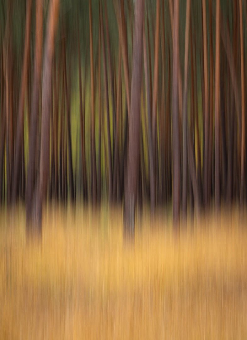 ICM Planken Wambuis - Deel de Natuur - Loes Belovics