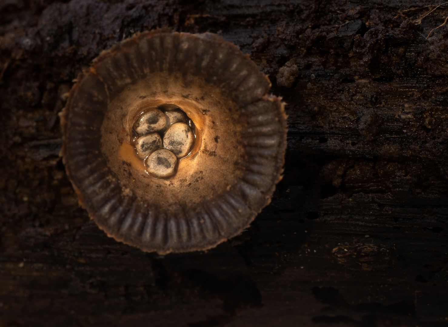 gestreept nestzwammetje