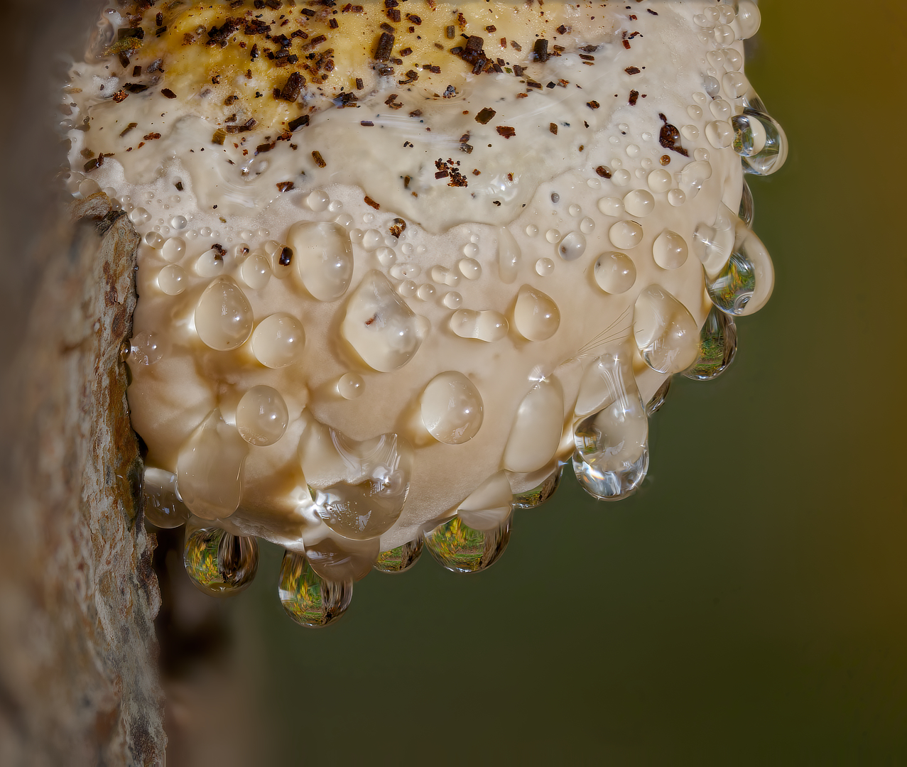 roodgerande houtzwam_DDN