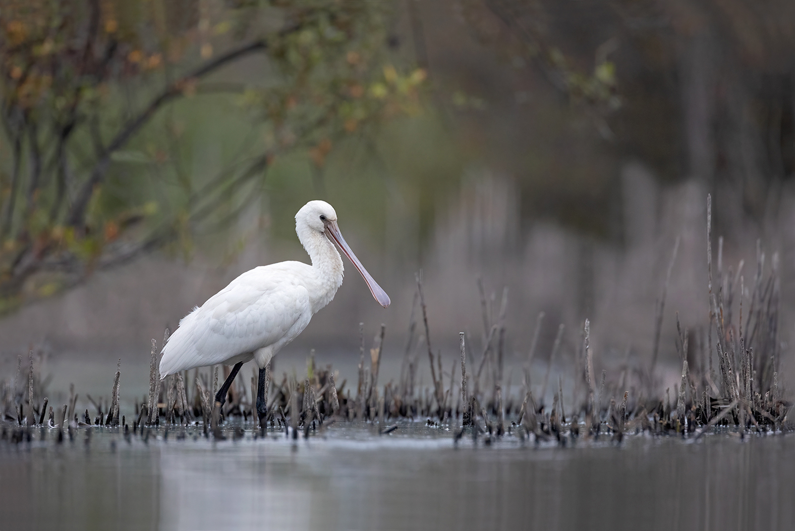 Lepelaar 6255 v 1600 SSR