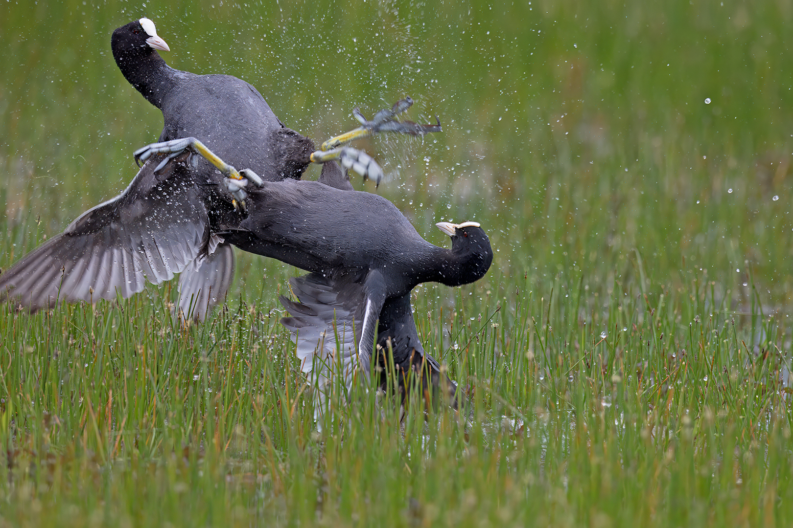 meerkoeten 01 knokken