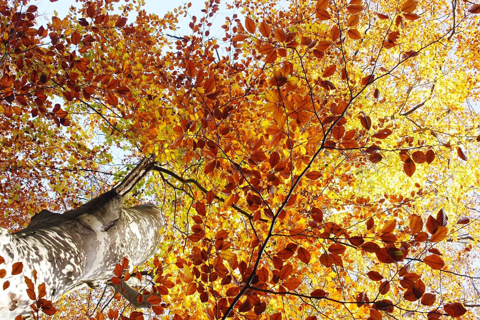 DSC08777 DDN 2 Elswout 07112025 2c