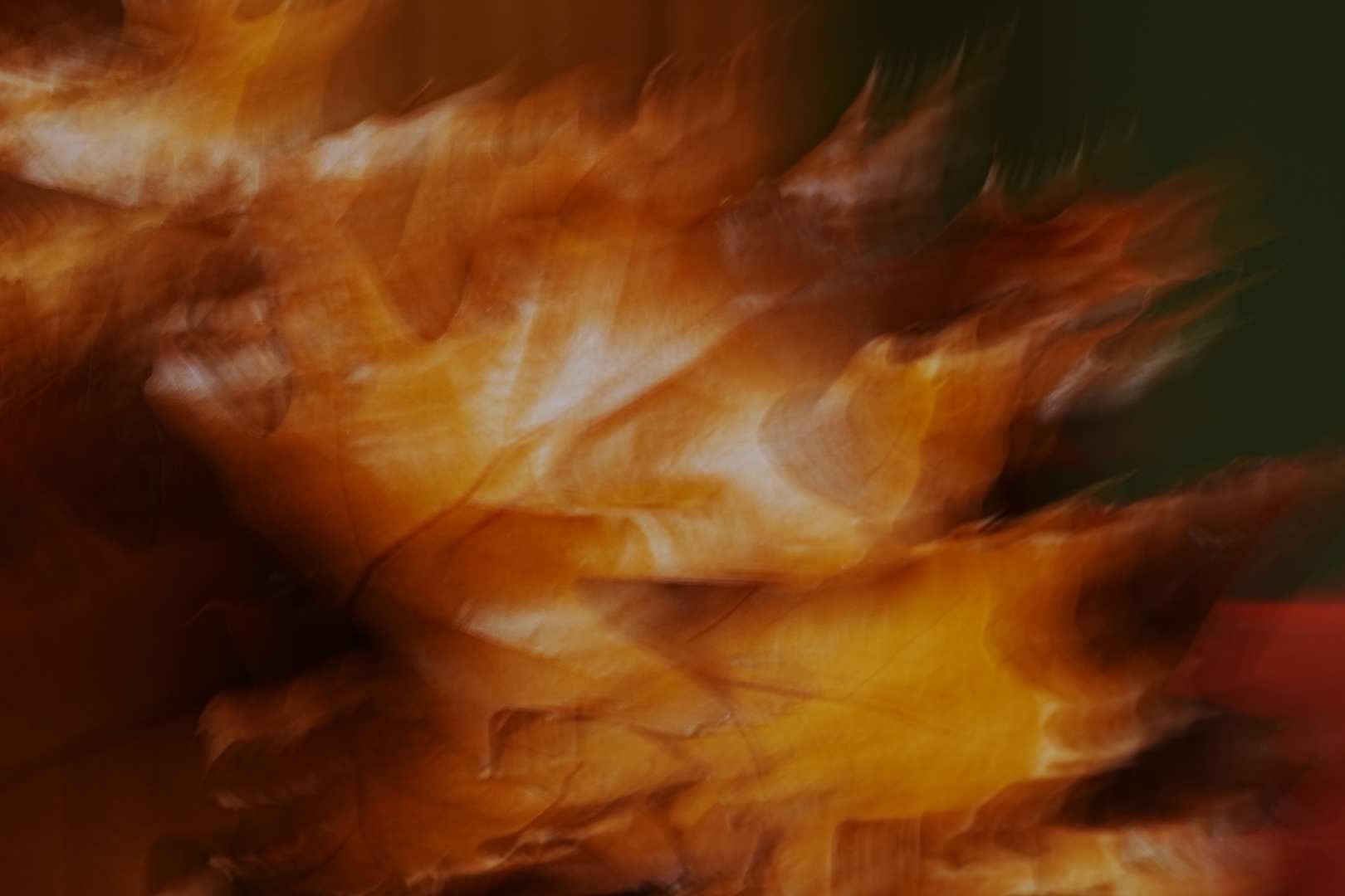 DSC08121 DDN Elswout 07112025 2