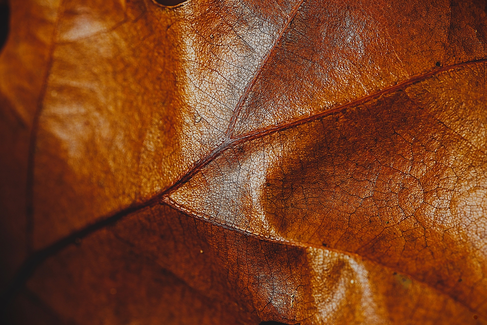 DSC08133 DDN Elswout 06112025 3