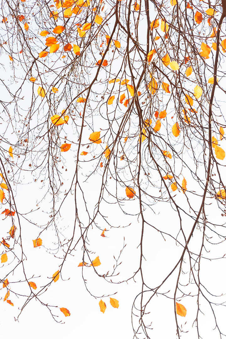 IMG_0372 corr 1080PX sRGB