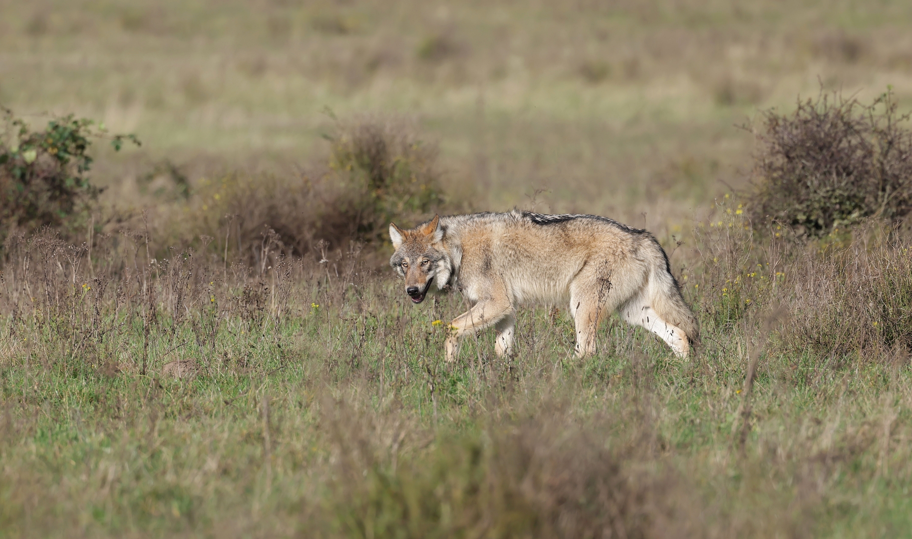 3O8A0473_filteredDDN