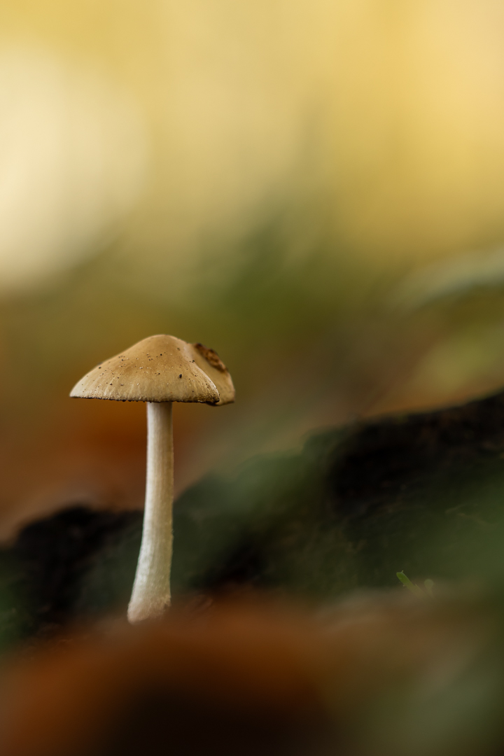 2025 herfst hof ter saksen bewerkt (6 van 1)