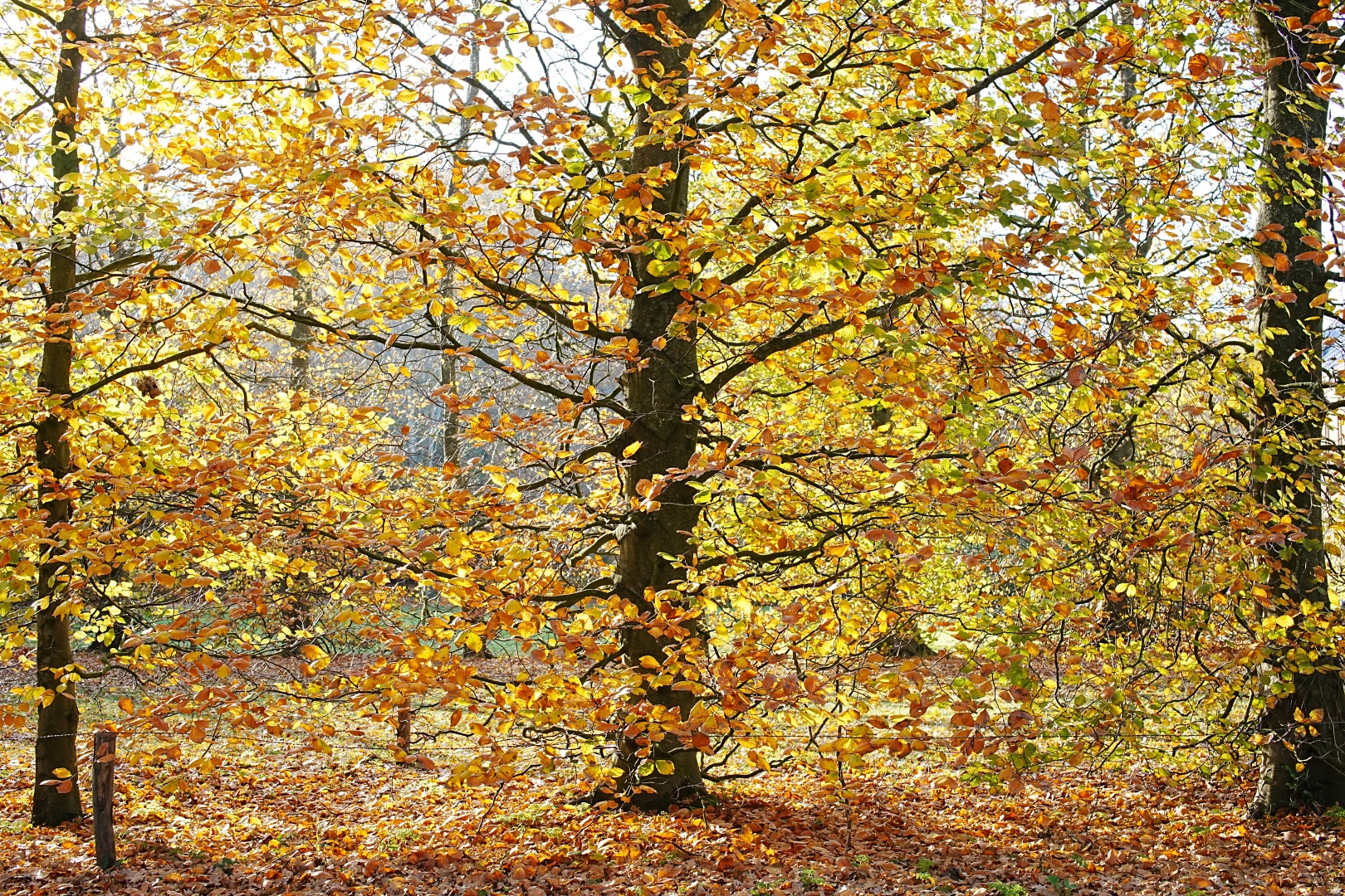 DSC09136 DDN Elswout 07112025 