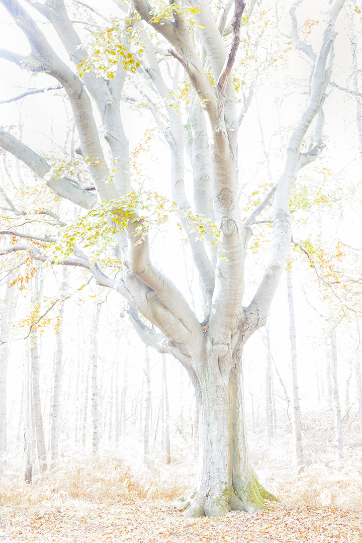 IMG_0377 corr 1080PX sRGB