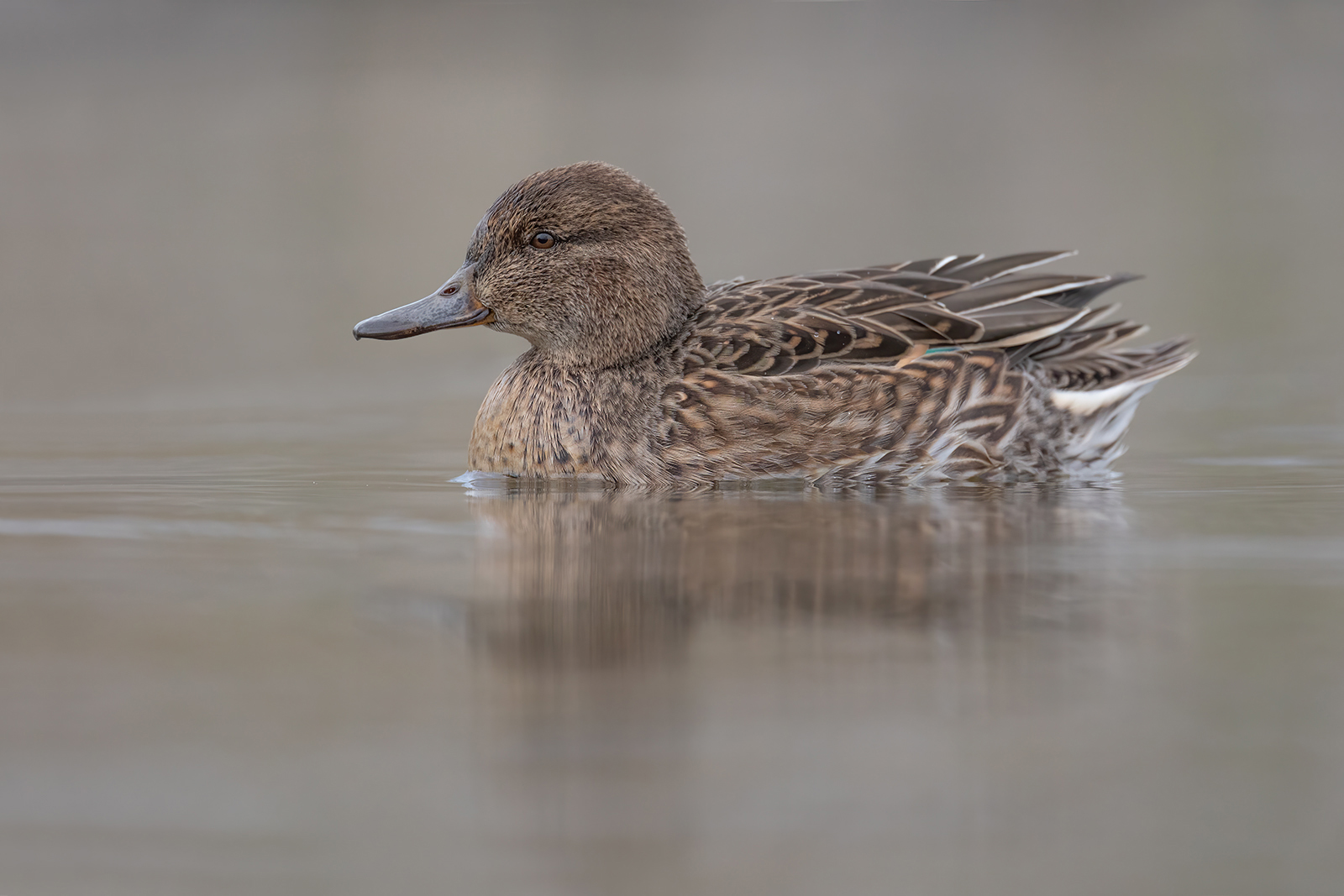 Wintertaling 9028 v 1600 Smin