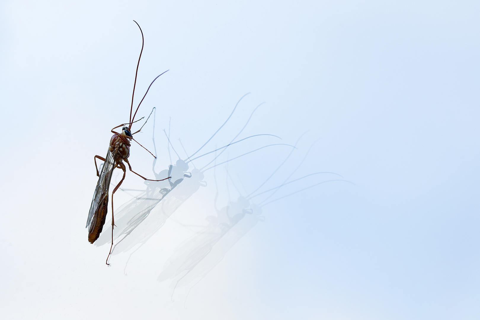 Sluipwesp Lochem _MG_9598