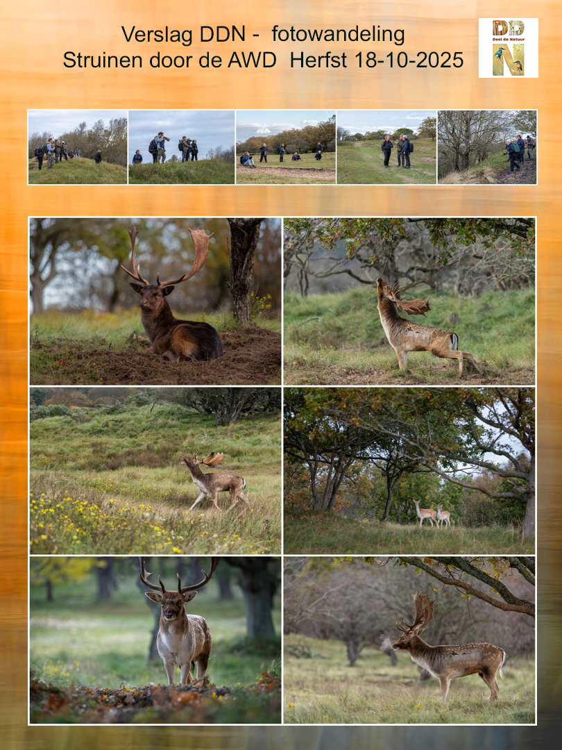 Spotlight verslag AWD fotowandeling Herfst 2025 