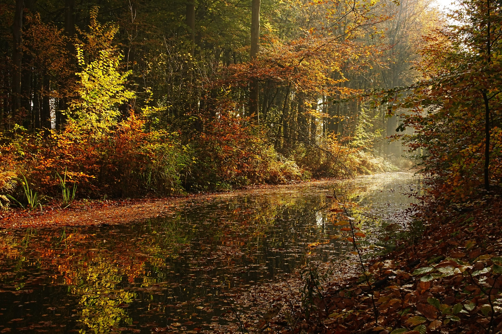 DSC08693 DDN Elswout 07112025 2