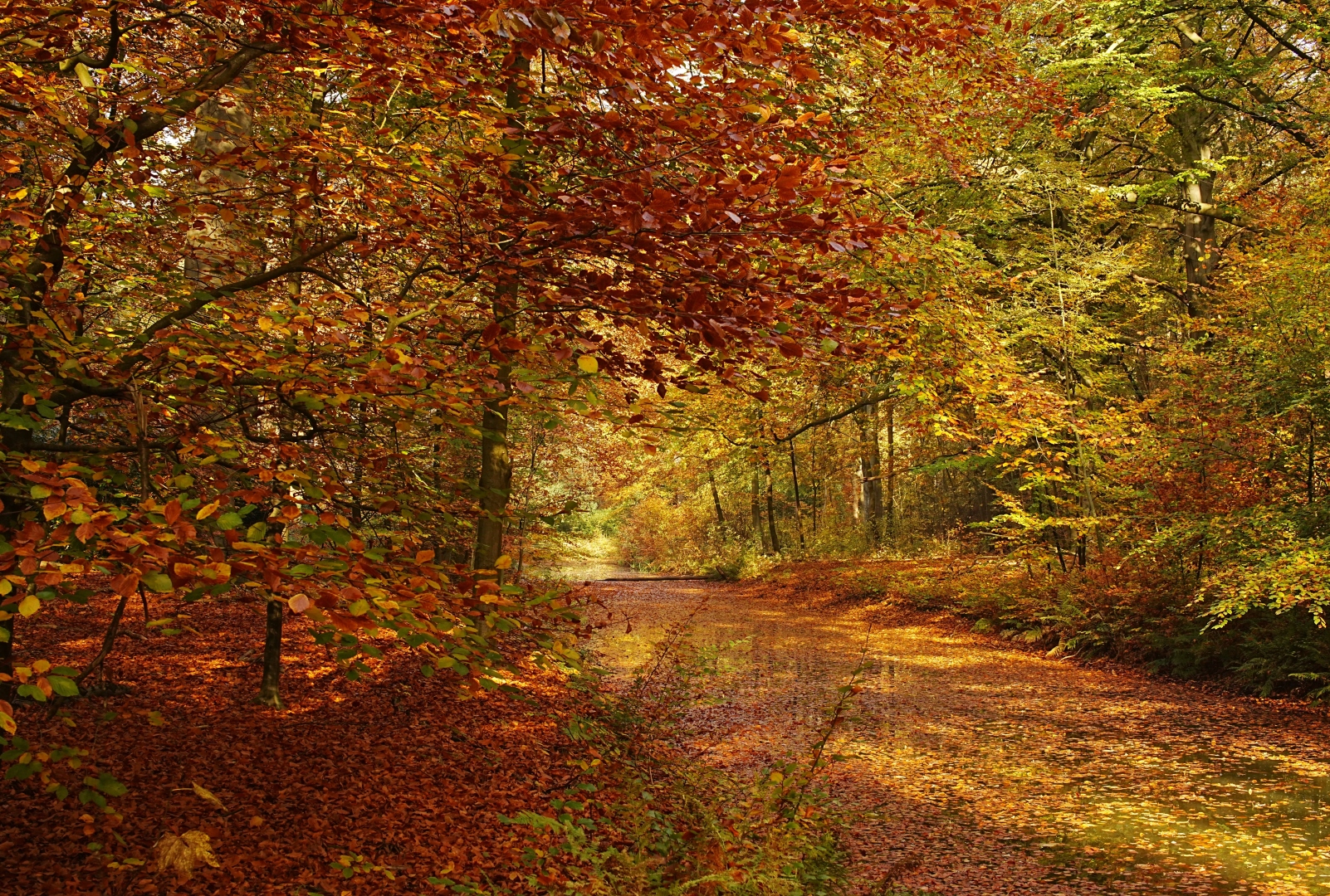 DSC08690 DDN Elswout 07112025 2