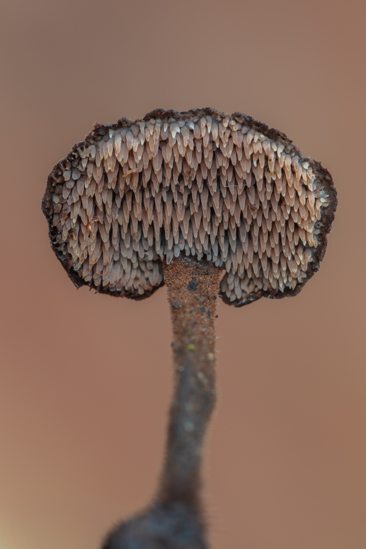 Paddenstoelen-5006