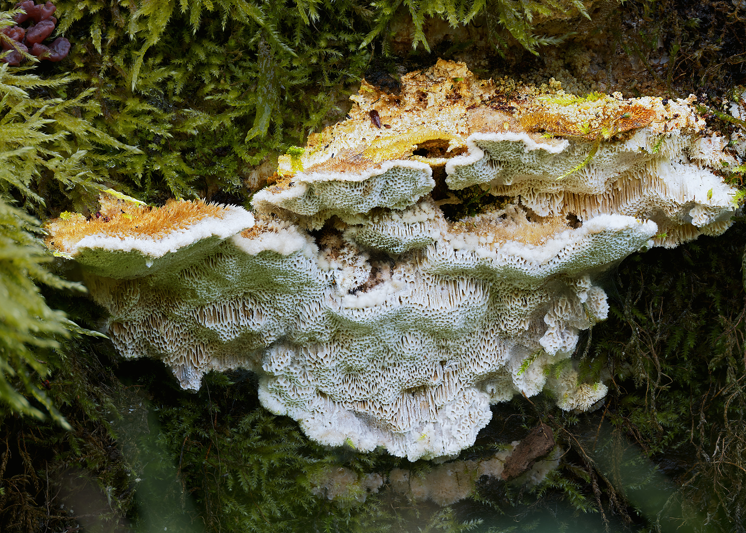 bleke borstelkurkzwam_DDN