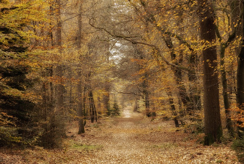Het Speulderbos revisited