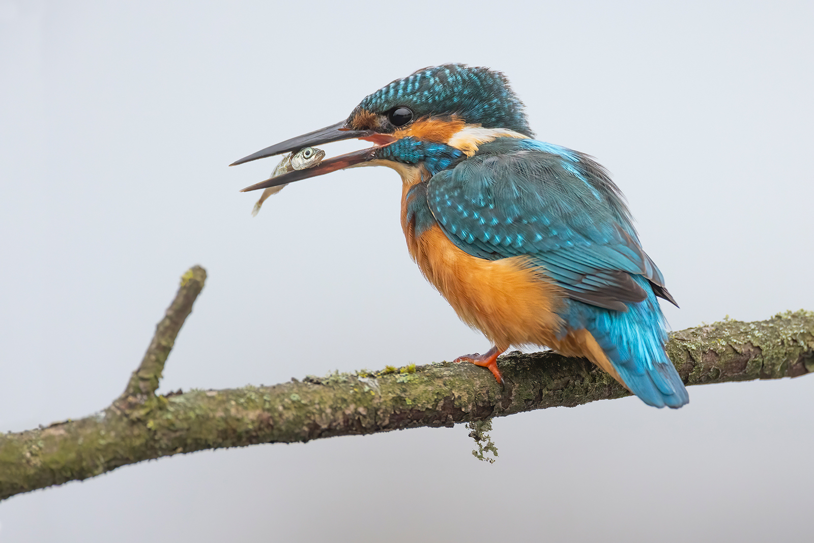 IJsvogel 8001 v 1600 S