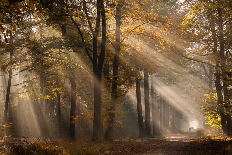 Het regent zonnestralen.