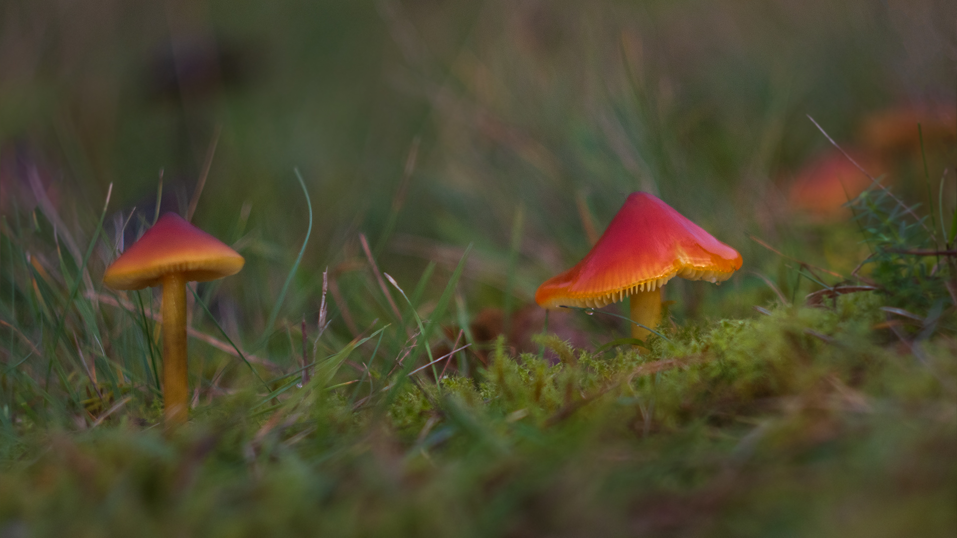 7385 Zwartwordende wasplaat 2025-11-01 Bw 1920x