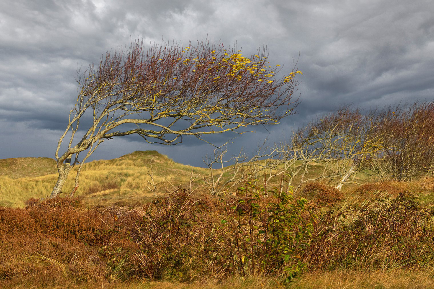 2024-11-08 Texel Bw 1500x