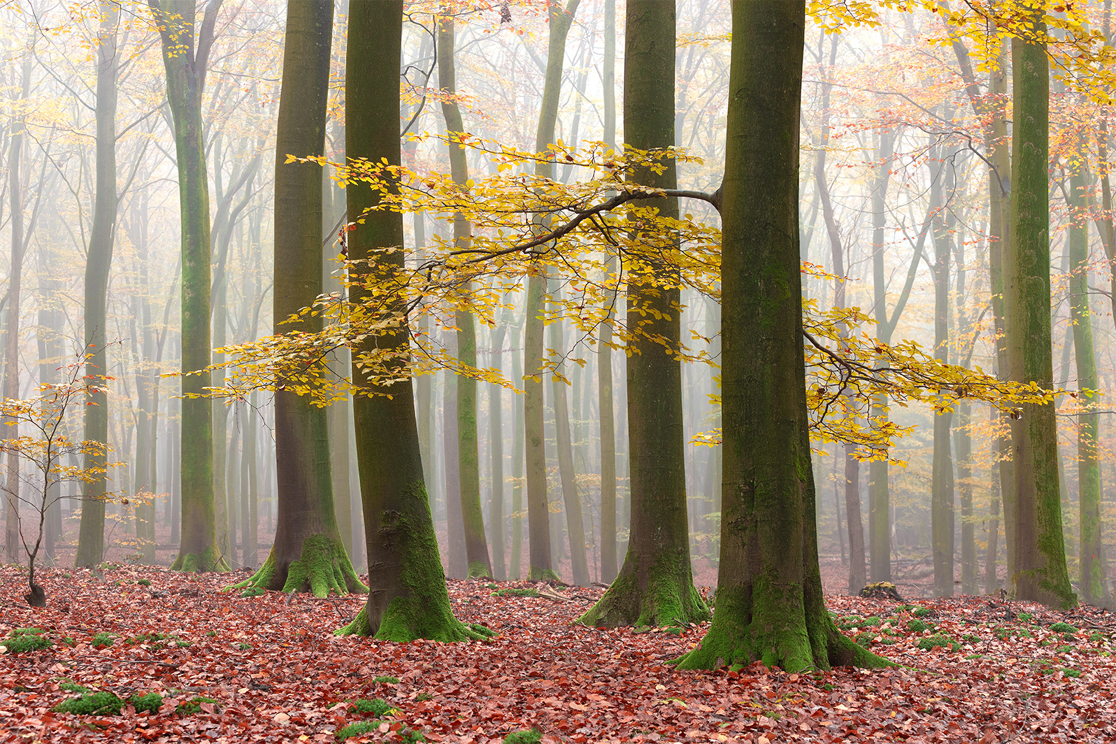 IMG_1660 corr 1080PX sRGB