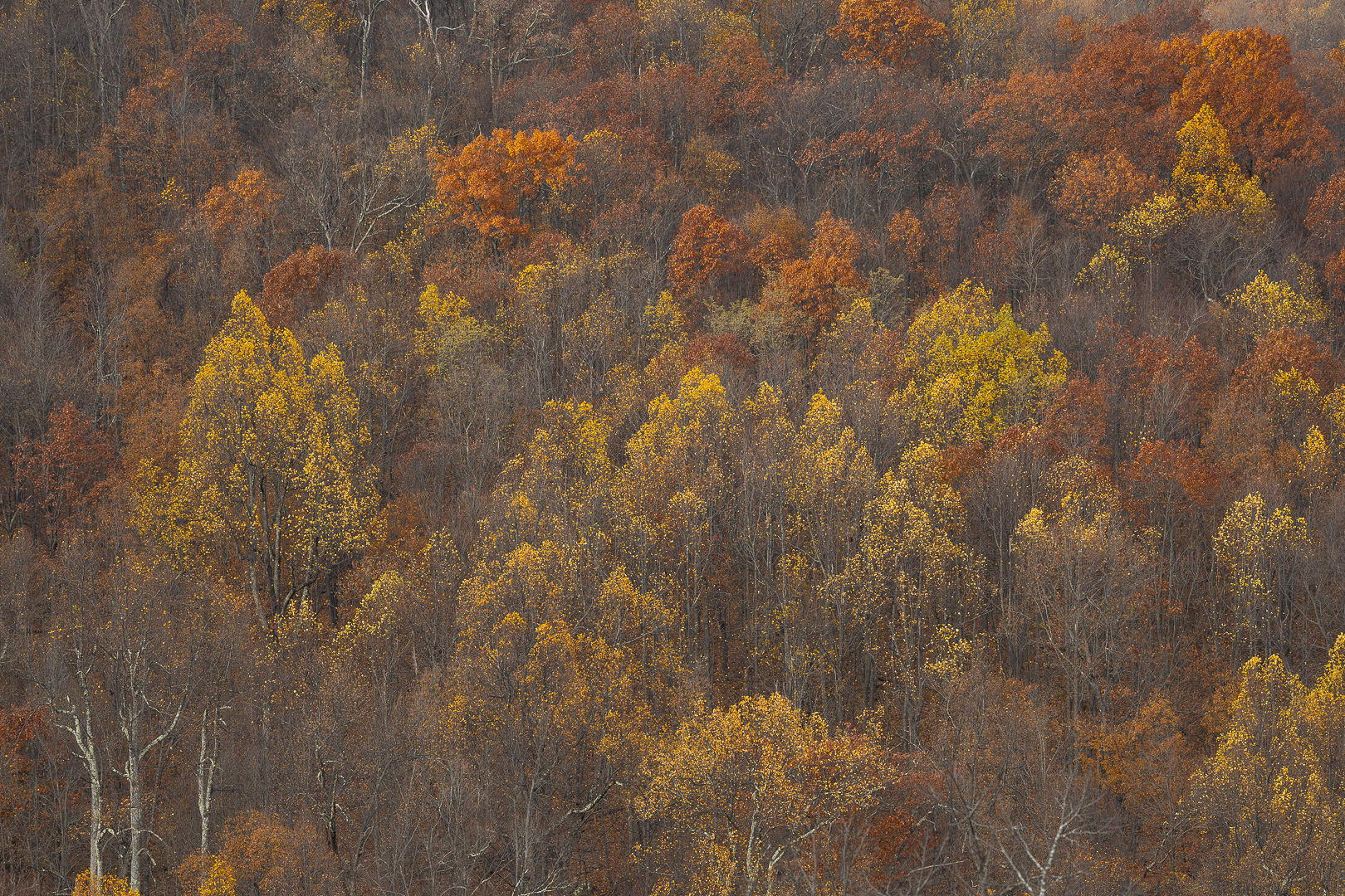 Shenandoah_DDN_DMV_Nov 2025