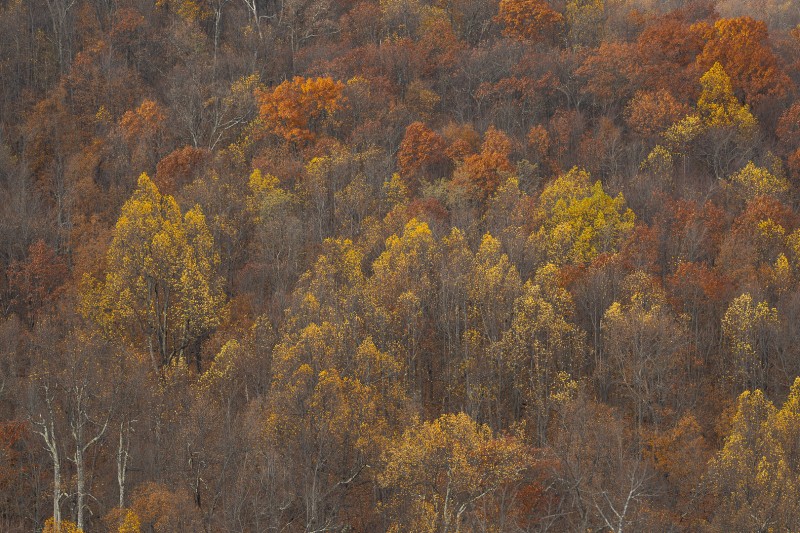Nog een beetje herfst